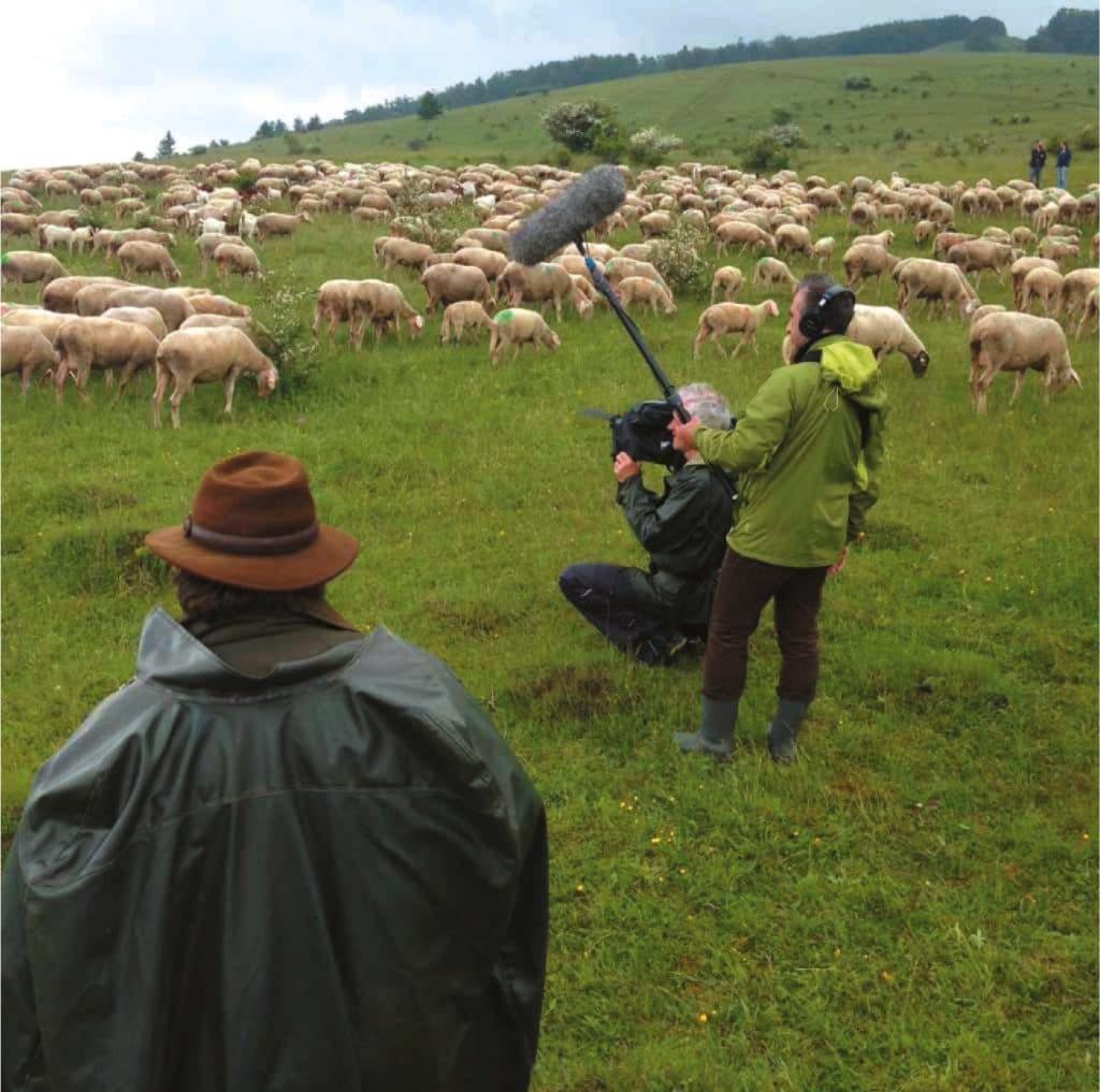 Bloß nicht anfangen zu zählen, sonst ist der Tag gelaufen: Schafe in Franken.